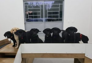 cães guias